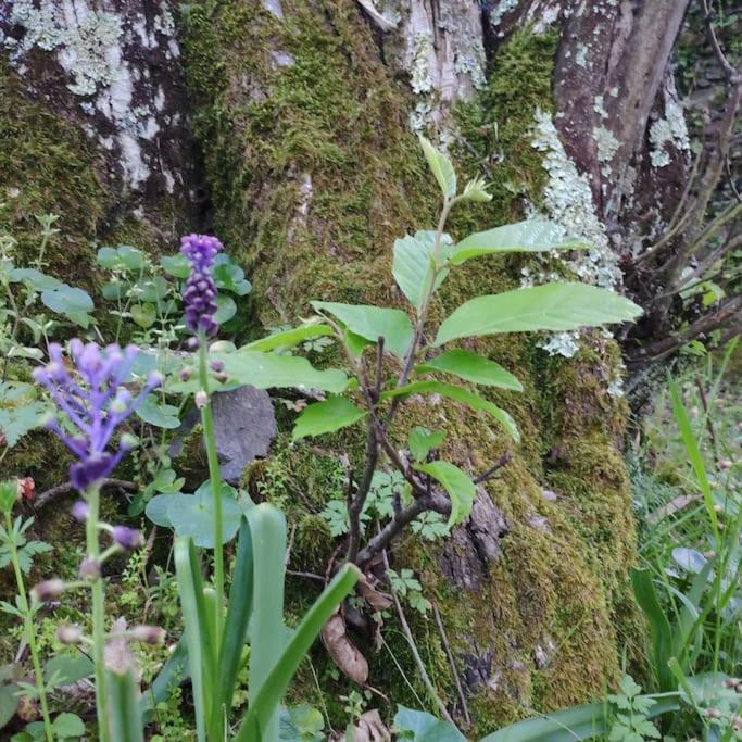 アラセナ Olivaeヴィラ エクステリア 写真
